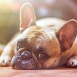 Calming A Dog, Tips to Relax!