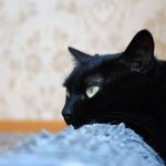 Feline Skin Conditions to Watch For with Your Cat