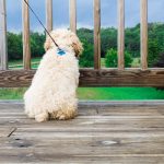 How To Stop Dog Pulling On The Lead