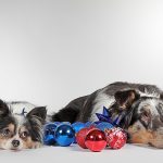 New Year’s Resolutions Your Dog Needs You To Make