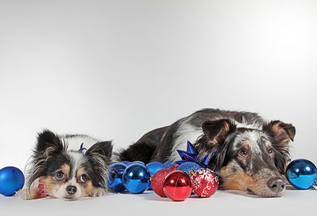 New Year’s Resolutions Your Dog Needs You To Make