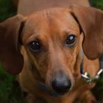 History of the Dachshund Name