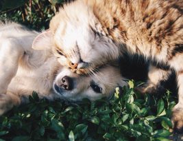 Good Cat Care – A Brief Guide To Feeding Your Cat