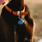 purebred-dog-in-collar-with-letter-in-sunlight