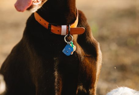 purebred-dog-in-collar-with-letter-in-sunlight